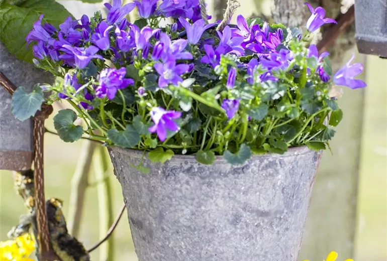 Campanula portenschlagiana