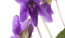 Wohlriechendes Veilchen
