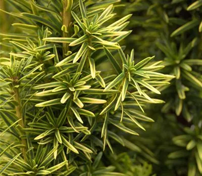 Taxus baccata 'Fastigiata Aurea'