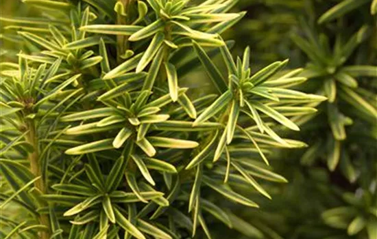 Taxus baccata 'Fastigiata Aurea'