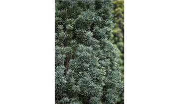 Taxus baccata 'Fastigiata Robusta'