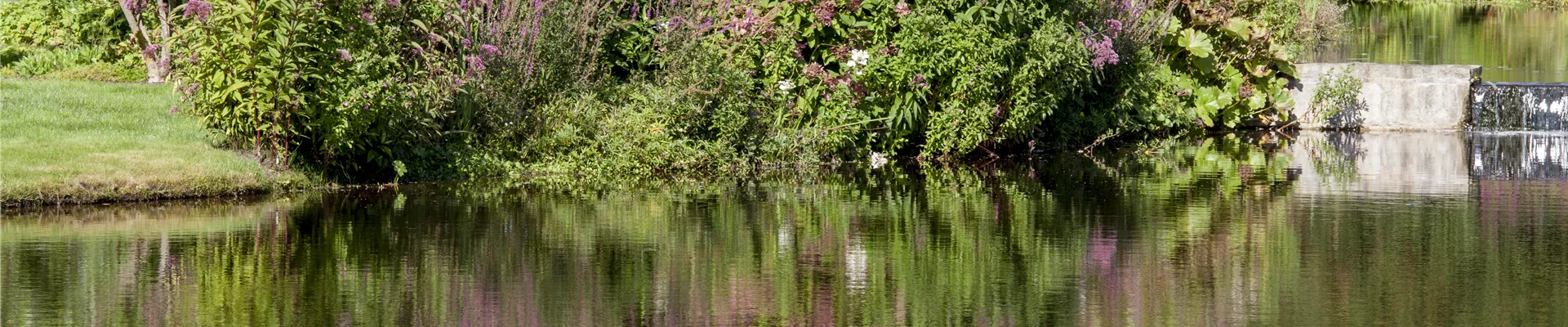 Teichbepflanzung Teichbepflanzung