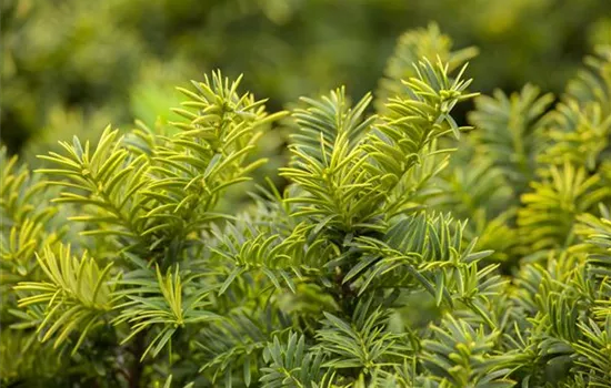 Taxus baccata 'Summergold'