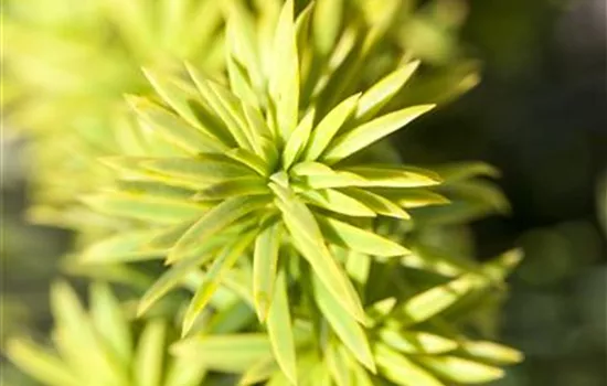 Taxus baccata 'Washingtonii'