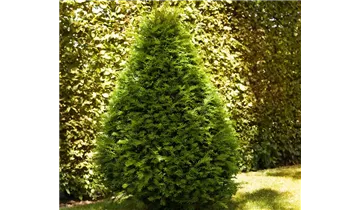 Taxus baccata Kegel