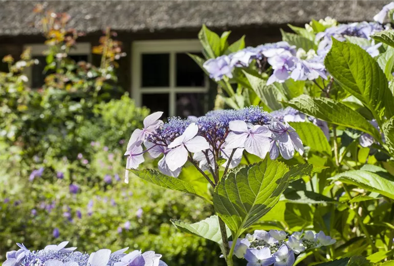 Hydrangea serrata Hydrangea serrata