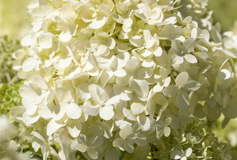 Hydrangea paniculata Hydrangea paniculata