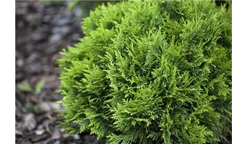 Thuja, Lebensbaum