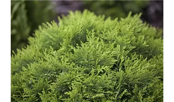 Thuja, Lebensbaum