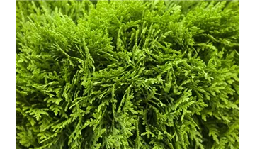 Thuja, Lebensbaum