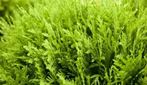 Thuja, Lebensbaum