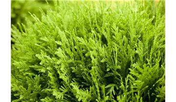Thuja, Lebensbaum