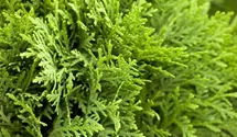 Thuja, Lebensbaum