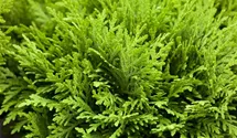 Thuja, Lebensbaum
