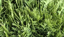 Thuja, Lebensbaum