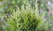 Thuja, Lebensbaum