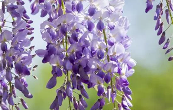 Wisteria chinensis