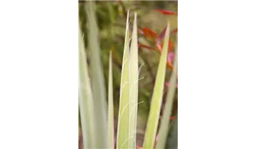 Palmlilie