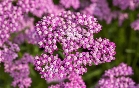 Sommerblumen Sommerblumen