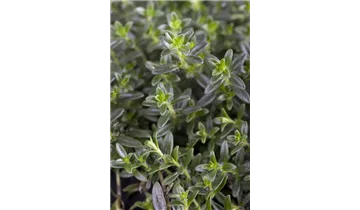 Garten-Thymian