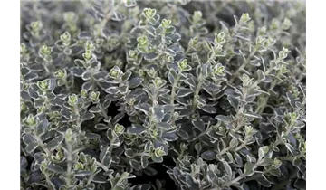 Garten-Thymian