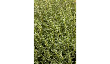 Garten-Thymian