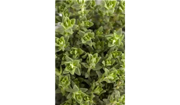 Garten-Thymian