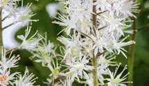 Schaumblüte