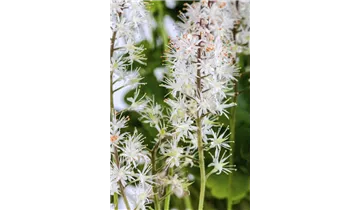 Schaumblüte