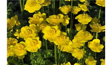 Trollblume