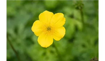 Trollblume