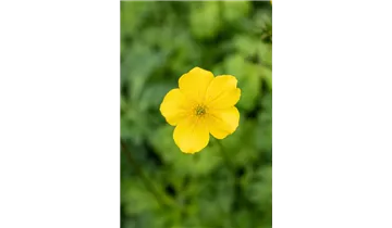 Trollblume