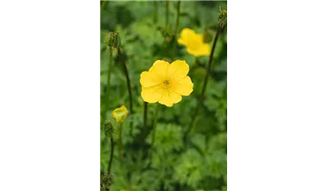 Trollblume