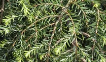 Kanadische Hemlocktanne