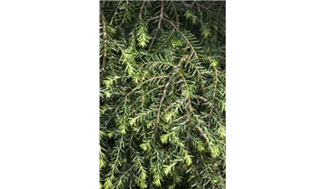 Kanadische Hemlocktanne