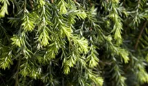 Kanadische Hemlocktanne