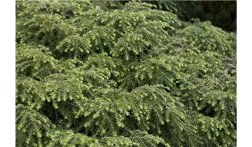 Kanadische Hemlocktanne