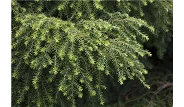 Kanadische Hemlocktanne