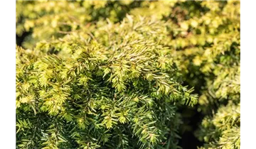 Kanadische Hemlocktanne