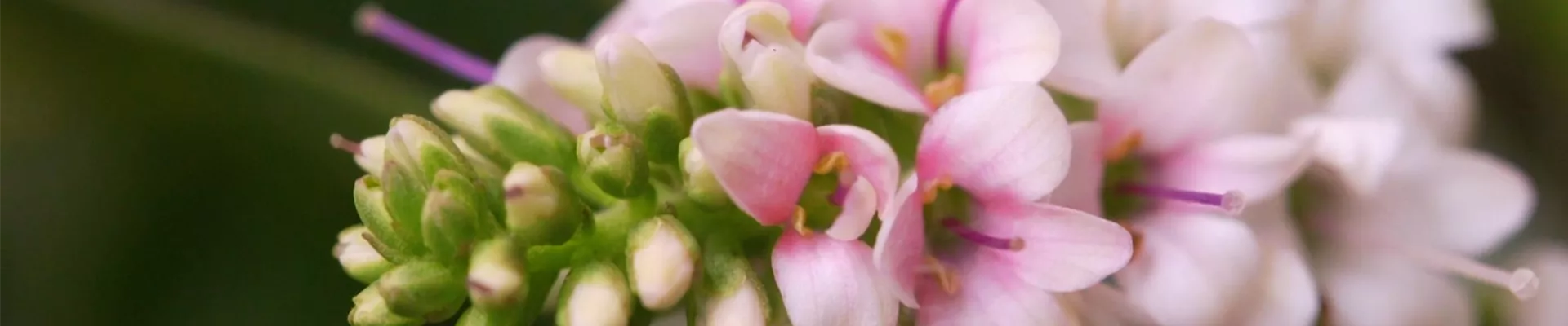 Strauchveronika - Einpflanzen im Garten (Thumbnail)