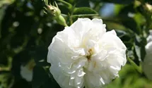 Syn. 'Great Double White'