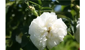 Syn. 'Great Double White'