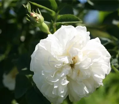 Rosa (Albarose) 'Alba maxima'