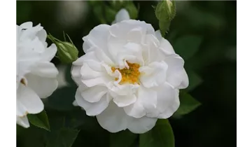 Syn. 'Great Double White'