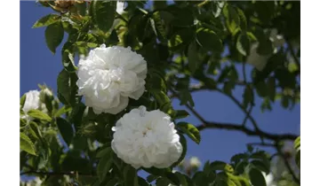 Syn. 'Great Double White'