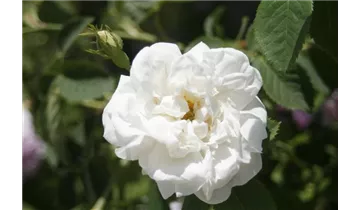 Syn. 'Great Double White'