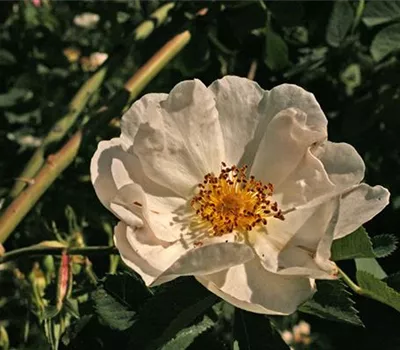 Rosa (Albarose) 'Alba semi-plena'
