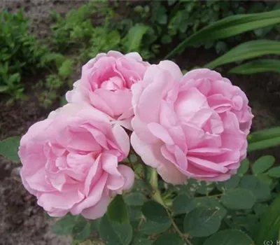 Rosa (Albarose) 'Celestial'
