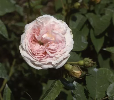 Rosa (Albarose) 'Félicité Parmentier'