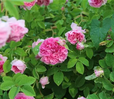 Rosa (Albarose) 'Félicité Parmentier'